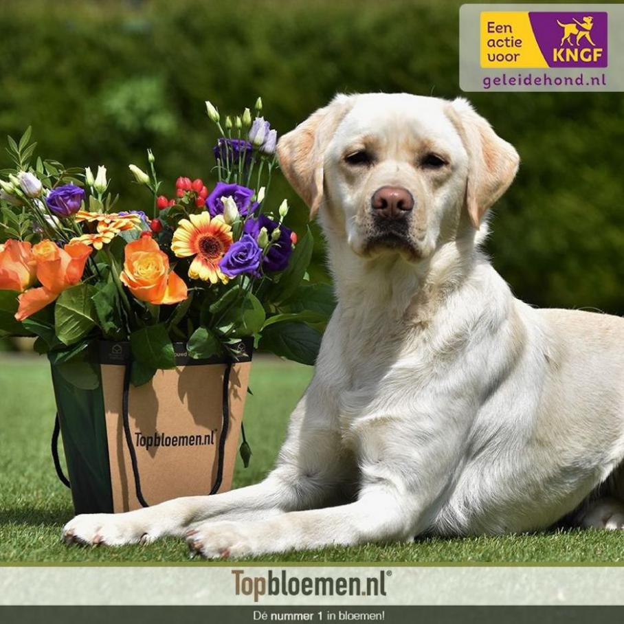 Steun deze maand nog KNGF Geleidehonden bij aankoop van dit speciale boeket . Topbloemen. Week 39 (-)